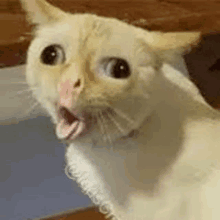 Surprised Cat GIF - Surprised Cat Tounge Out GIFs