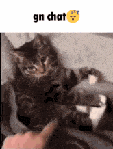 Gn Chat Cat Sleeping GIF