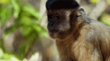 Monkey George GIF - Monkey George Redshock GIFs