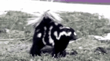 Skunk GIF - Skunk GIFs