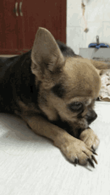Surprised Dog GIF