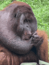 Ballsack Orangutan GIF - Ballsack Orangutan Sniff GIFs