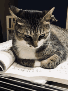 a cat is laying on top of an open book with chinese writing on it