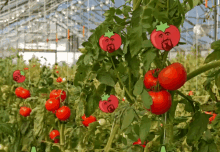 a bunch of tomatoes are growing on a vine