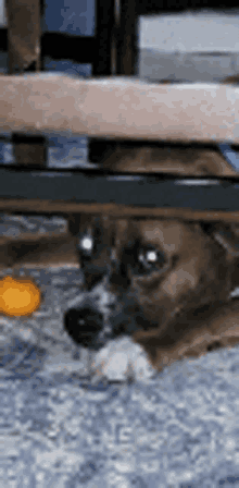 Loaf Meatloaf GIF - Loaf Meatloaf Dog GIFs