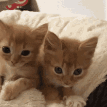 Making Biscuits Cat GIF - Making Biscuits Cat Kittens GIFs