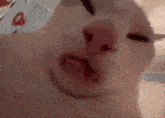 a close up of a white cat making a funny face with its mouth open .