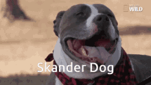 Skander Dog Dinostan GIF