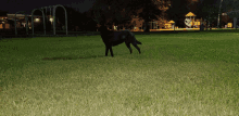 a black dog standing in a grassy field with a playground in the background