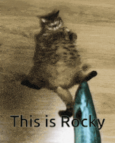 Cat Rocky GIF - Cat Rocky Rockyy GIFs