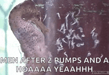 Sea Horse Babies GIF