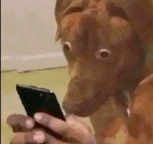 a person is holding a cell phone in front of a dog .