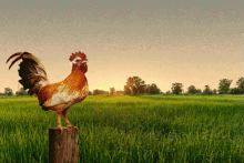 Bom Dia Grupo GIF - Good Morning Rooster Chicken GIFs