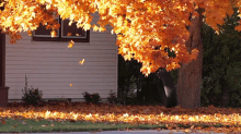 Leaves Falling Maple GIF - Leaves Falling Maple Fall GIFs