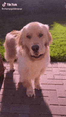 a golden retriever dog is standing on a brick walkway looking at the camera .