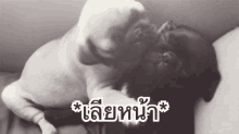 หมา เลียหน้า กอด รัก GIF - Pugs Licking Face Hug GIFs