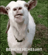 a white goat is standing in the grass with its mouth open and a caption beneheheton