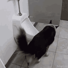 dog peeing potty trained dog tricks funny animals
