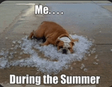 a dog is laying on a pile of ice with the caption " me ... during the summer "
