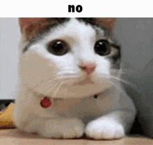 No Cat Cat Meme GIF - No Cat No Cat GIFs