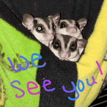 Watching We See You GIF - Watching We See You Sugar Gliders GIFs