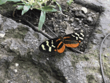 Butterfly Nature GIF - Butterfly Nature Cute GIFs