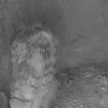 Found A Prey Barn Owl Chicks GIF - Found A Prey Barn Owl Chicks Robert E Fuller GIFs