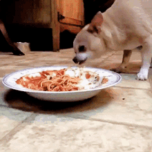 chihuahua spaghetti eating
