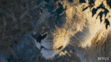 Looking At You Our Living World GIF - Looking At You Our Living World Glancing At You GIFs