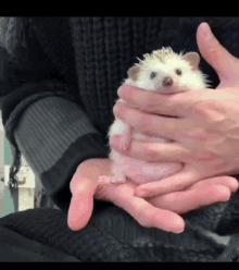 ежик Hedgehog GIF - ежик Hedgehog Pon GIFs