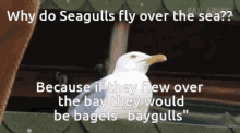 seagul seagul joke joke bayguls bagels