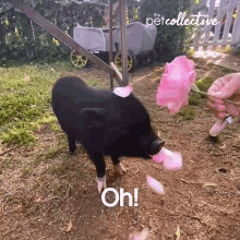 Oh Hungry GIF