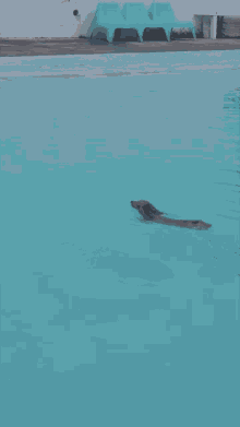 swim swimming dog puppy upside down