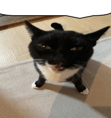 Cat Cat Says GIF - Cat Cat Says Silly Cat Say GIFs