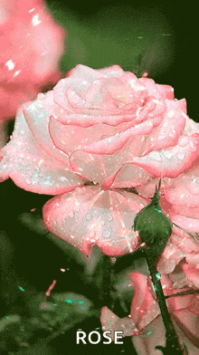 Glittering Pink Flowe Pink Rose Glittering GIF