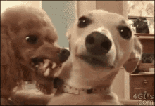 Angry Dog GIF - Dogs Puppies Scary Poodle GIFs