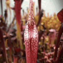 sarracenia pitcher plants carnivorous