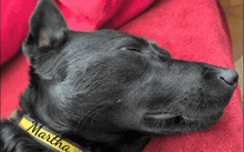a black dog with a yellow collar that says martha on it