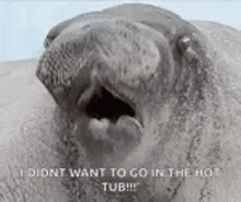 a close up of a hippopotamus with its mouth open and a caption .