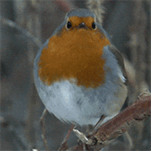 Robin Bird GIF - Robin Bird GIFs