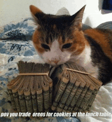Cat Money GIF - Cat Money GIFs