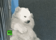 Chillin GIF - Polarbear Chilling Puns GIFs