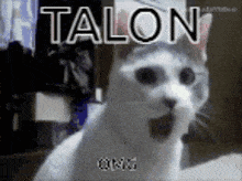 Talon Cat GIF - Talon Cat Omg GIFs