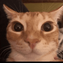 a close up of a cat looking at the camera