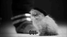 французский кот да берет GIF - French Cat Oui GIFs