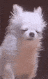 a small white dog is sitting down with its eyes closed and looking at the camera .
