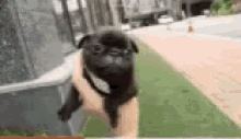 Cute Tiny Puppy GIF - Cute Tiny Puppy Chase You GIFs