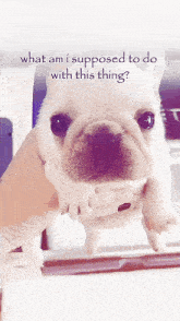 a person is holding a small white puppy with the words what am i supposed to do with this thing