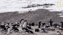 Lots Of Penguins National Geographic GIF