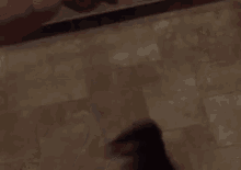 a black and white dog is laying down on the floor .